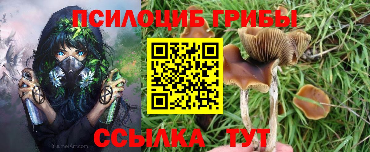 Псилоцибиновые грибы Psilocybe  Вход с VPN  Тельмана 